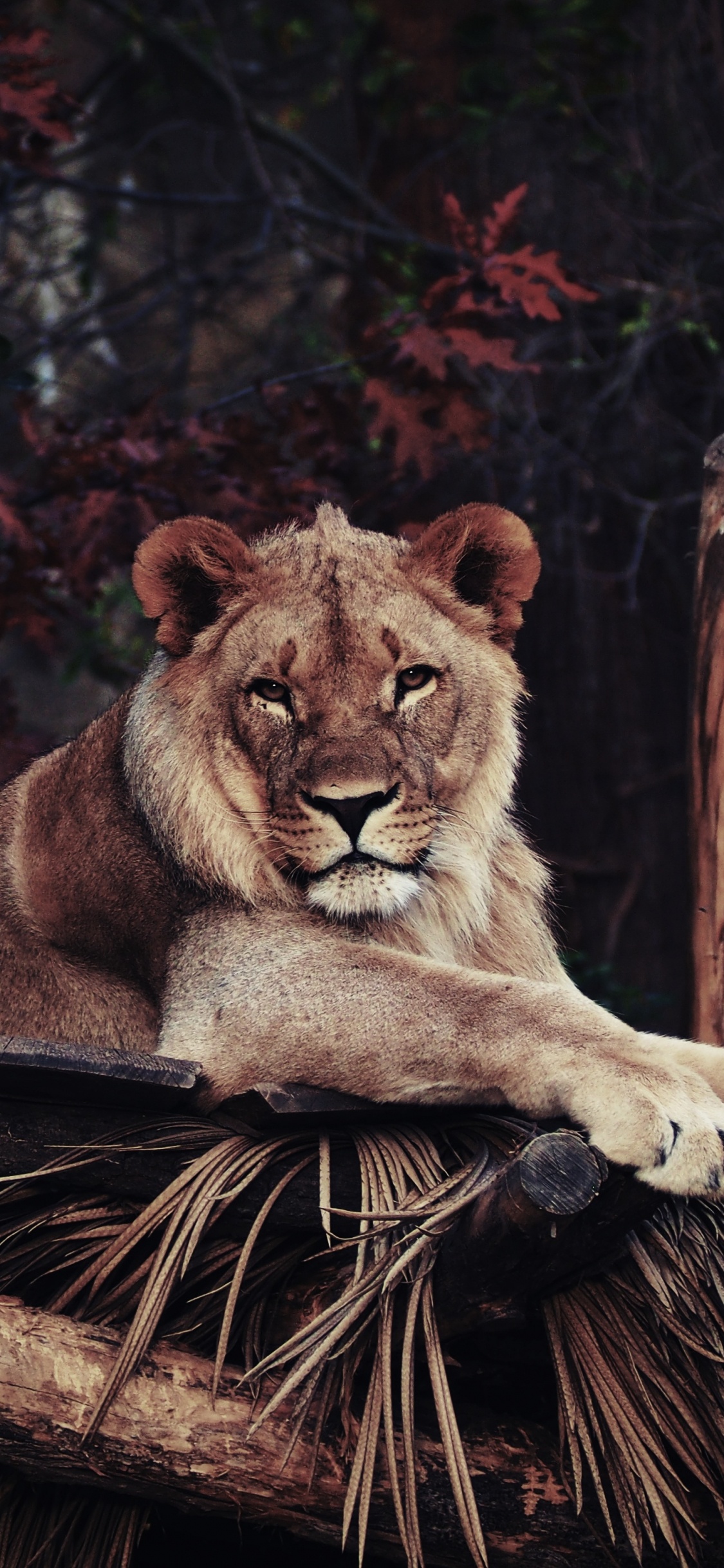 Обои Лев, живая природа, кошачьих, наземные животные, Пума в разрешении 1125x2436