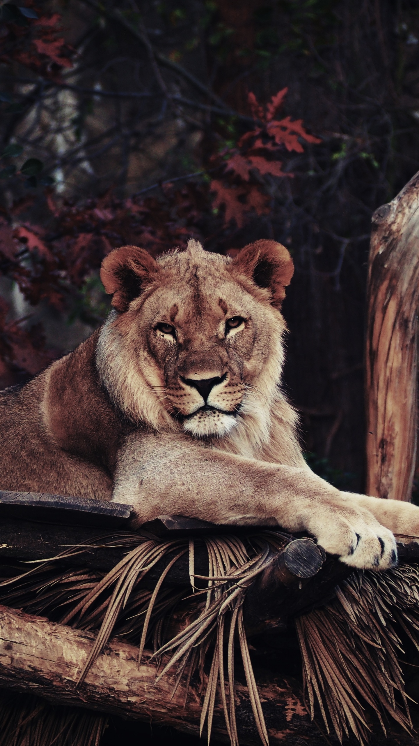 Обои Лев, живая природа, кошачьих, наземные животные, Пума в разрешении 1440x2560