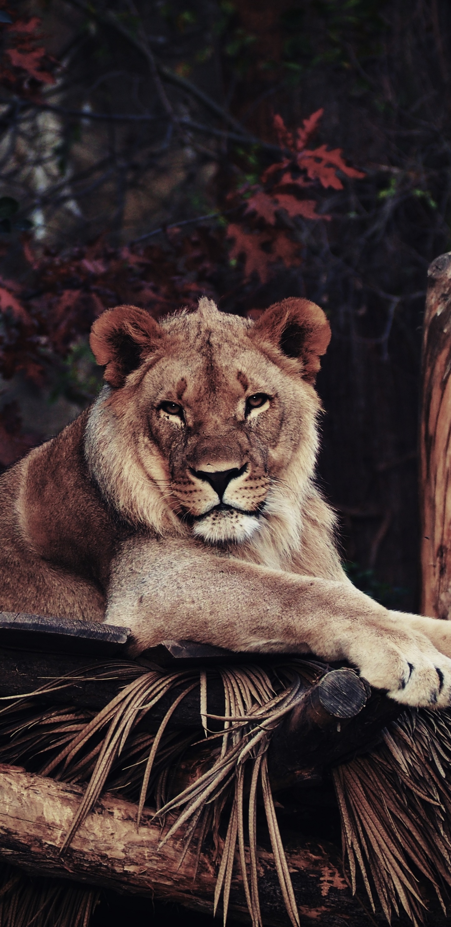 Обои Лев, живая природа, кошачьих, наземные животные, Пума в разрешении 1440x2960