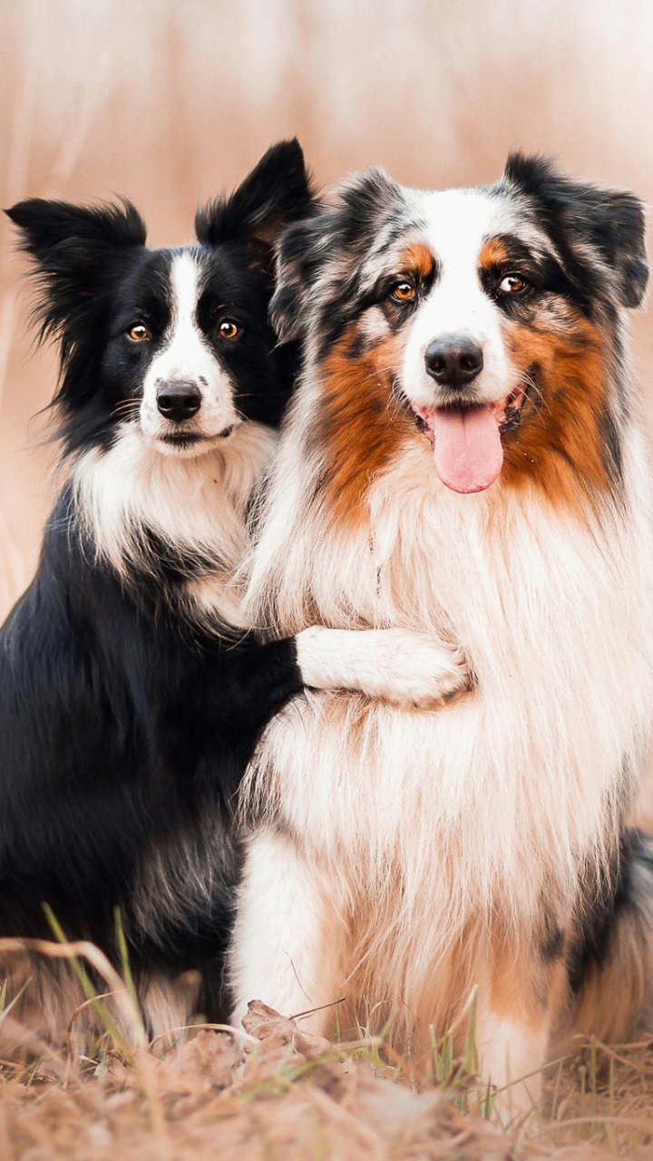 Обои Австралийская овчарка, щенок, пес, собака породы, бордер колли в разрешении 720x1280