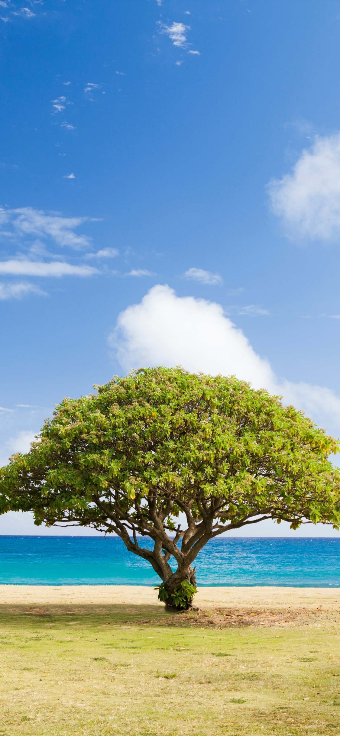 Обои дерево, ель, елка, пихта, облако в разрешении 1125x2436