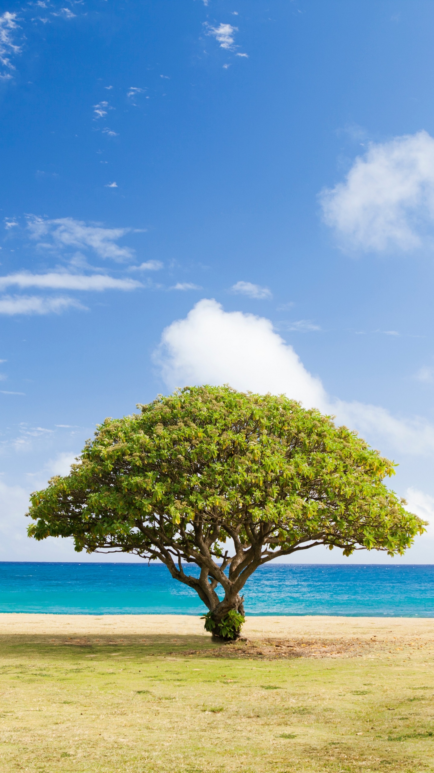 Обои дерево, ель, елка, пихта, облако в разрешении 1440x2560