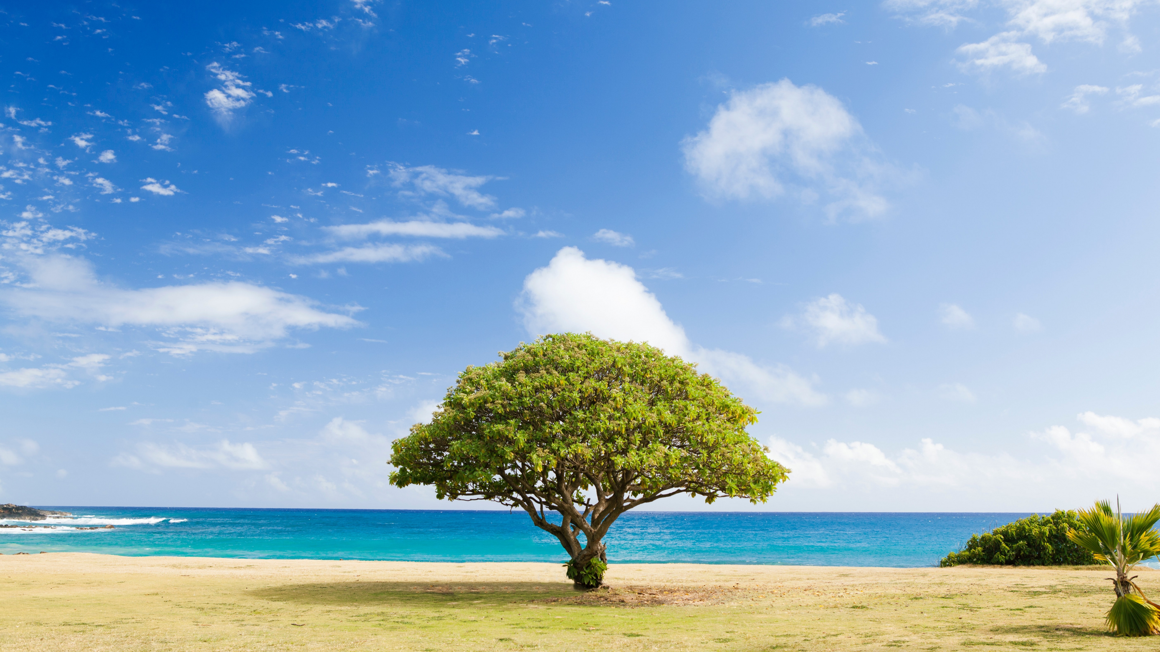 Обои дерево, ель, елка, пихта, облако в разрешении 3840x2160