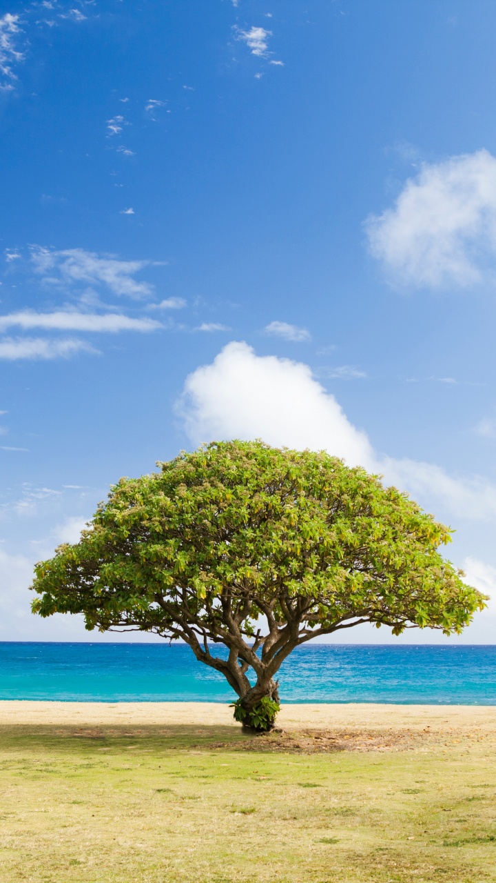 Обои дерево, ель, елка, пихта, облако в разрешении 720x1280