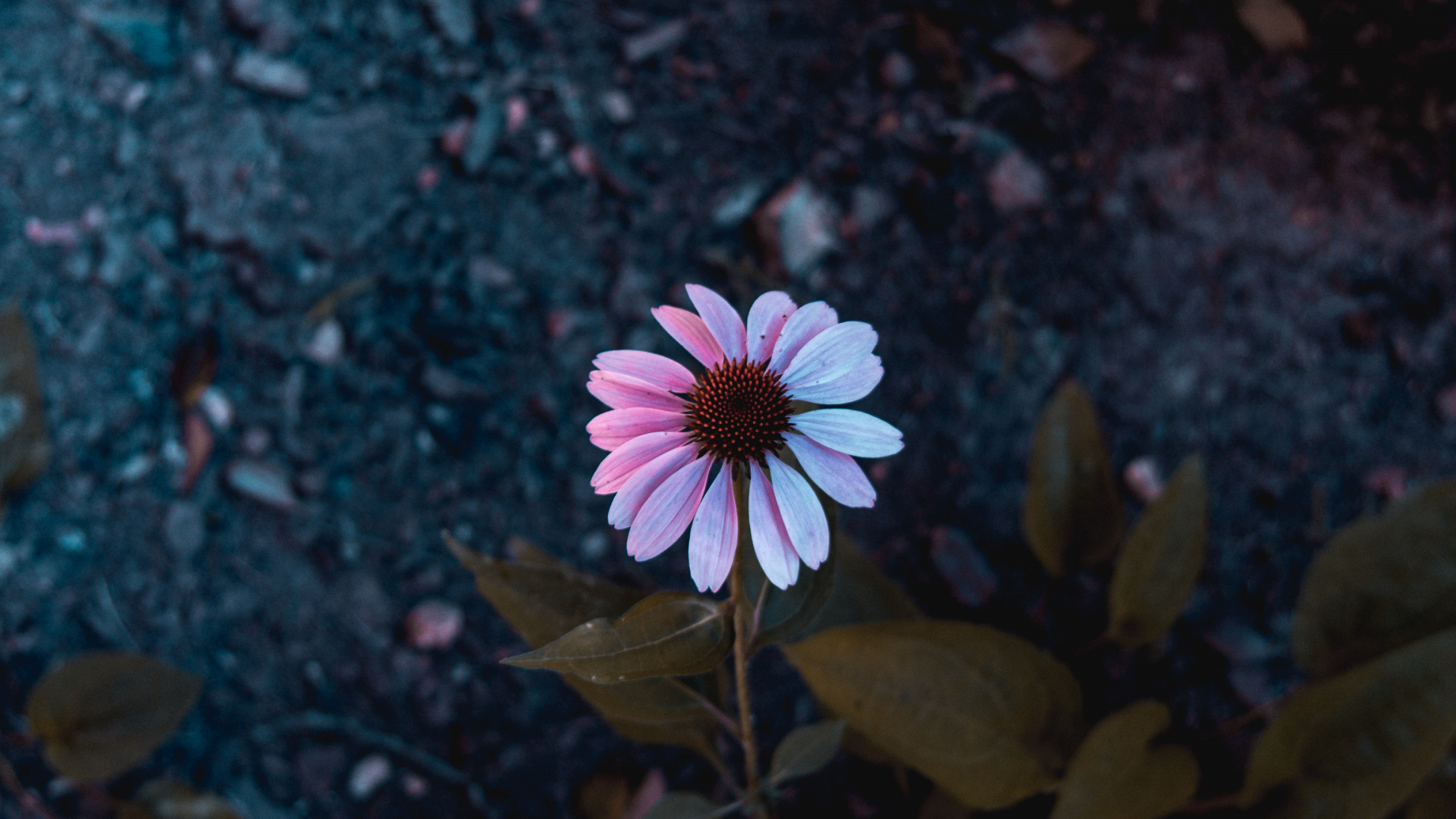 Обои цветок, лепесток, природа, розовый, растение в разрешении 1920x1080