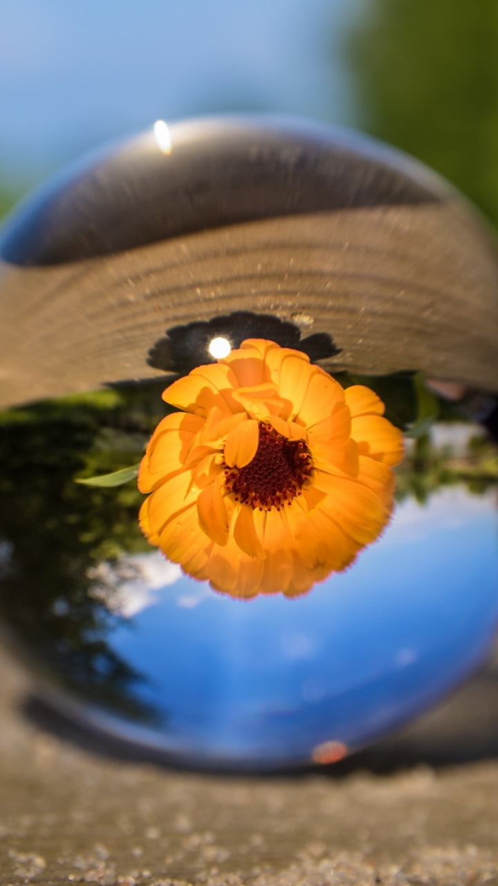 Обои синий, Апельсин, желтый, синий кобальт, отражение в разрешении 720x1280