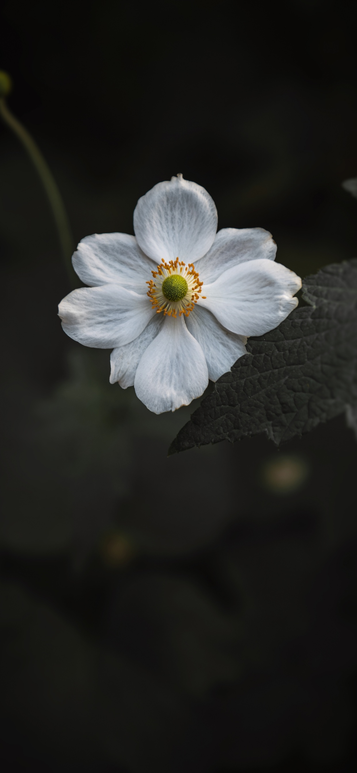 Обои белые, лепесток, цветок, растение, цветковое растение в разрешении 1242x2688