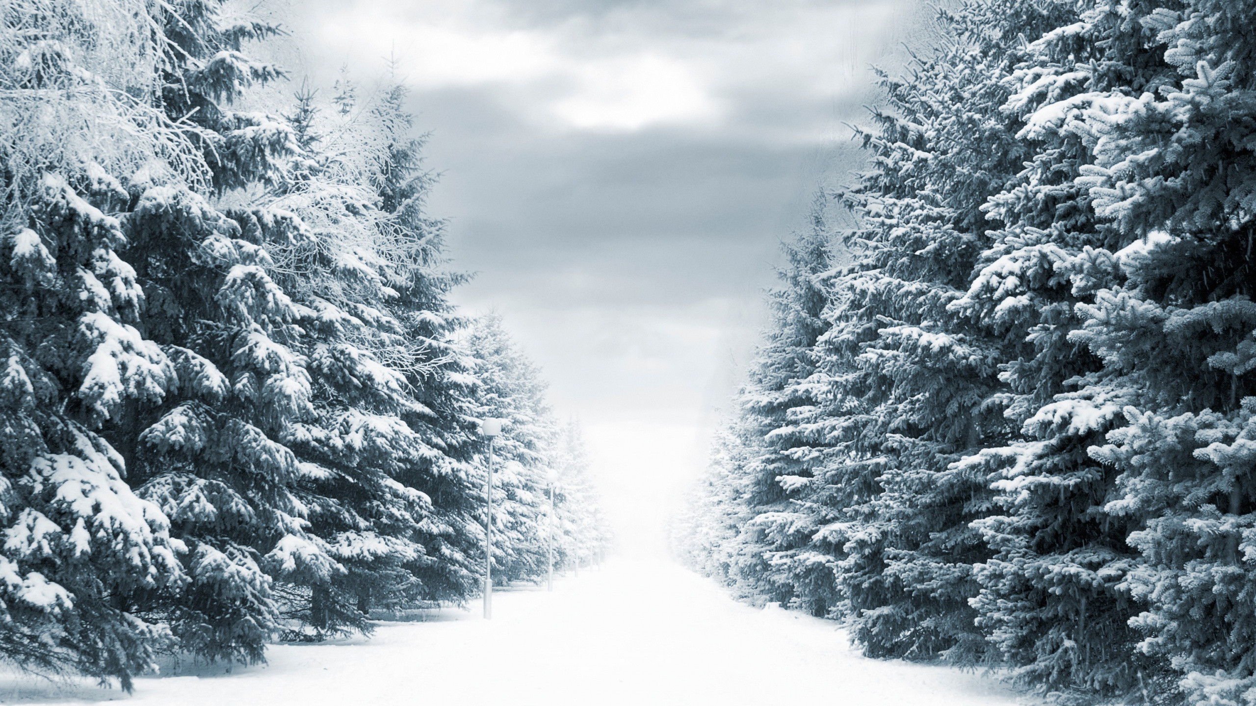 Обои снег, зима, дерево, мороз, замораживание в разрешении 2560x1440