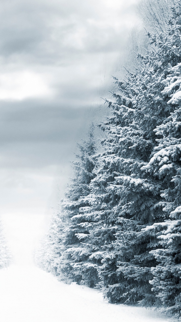 Обои снег, зима, дерево, мороз, замораживание в разрешении 720x1280