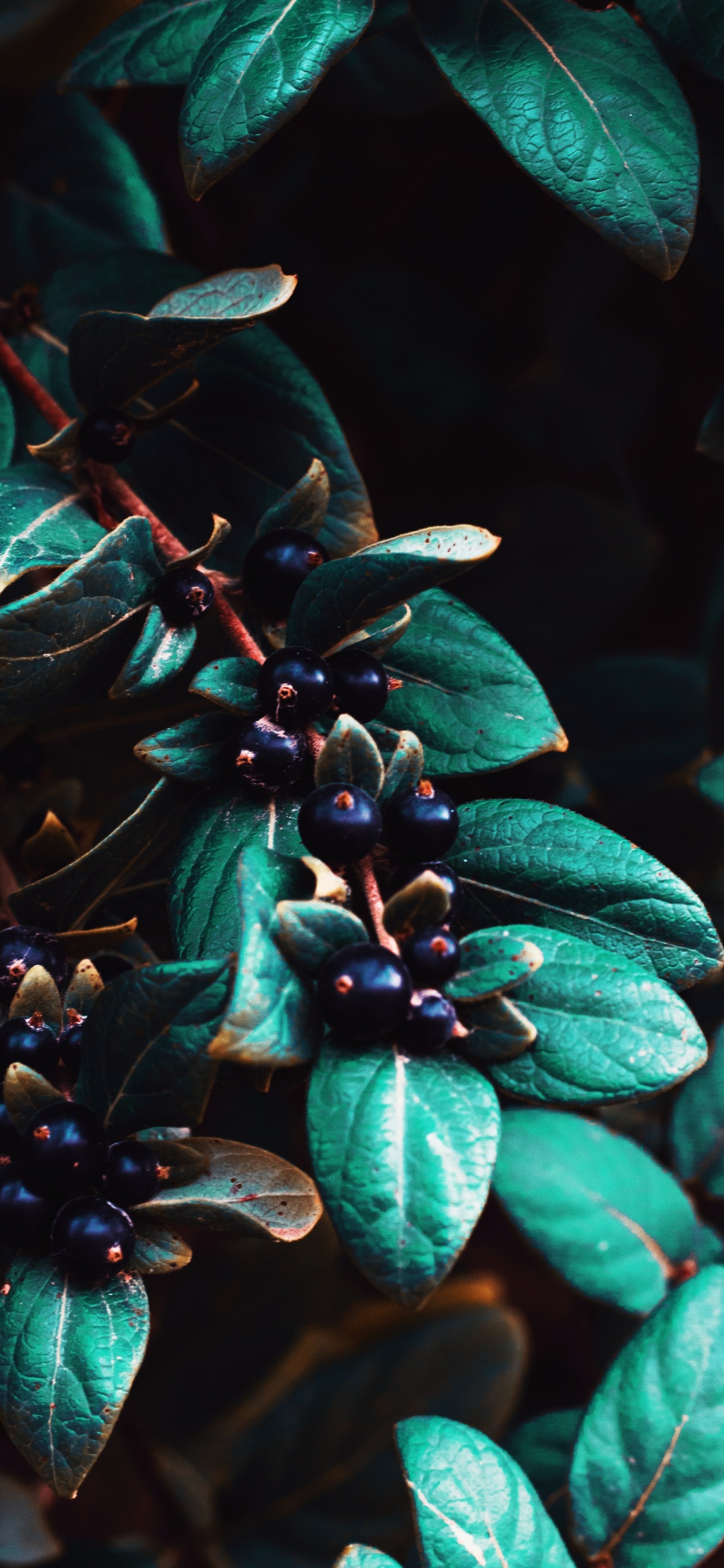 Обои ботаники, лист, растение, Флора, синий в разрешении 1125x2436