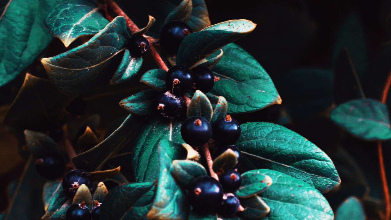 Обои ботаники, лист, растение, Флора, синий в разрешении 1366x768