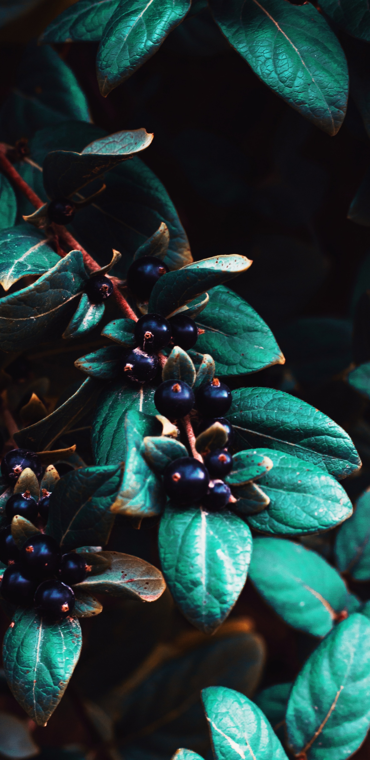 Обои ботаники, лист, растение, Флора, синий в разрешении 1440x2960