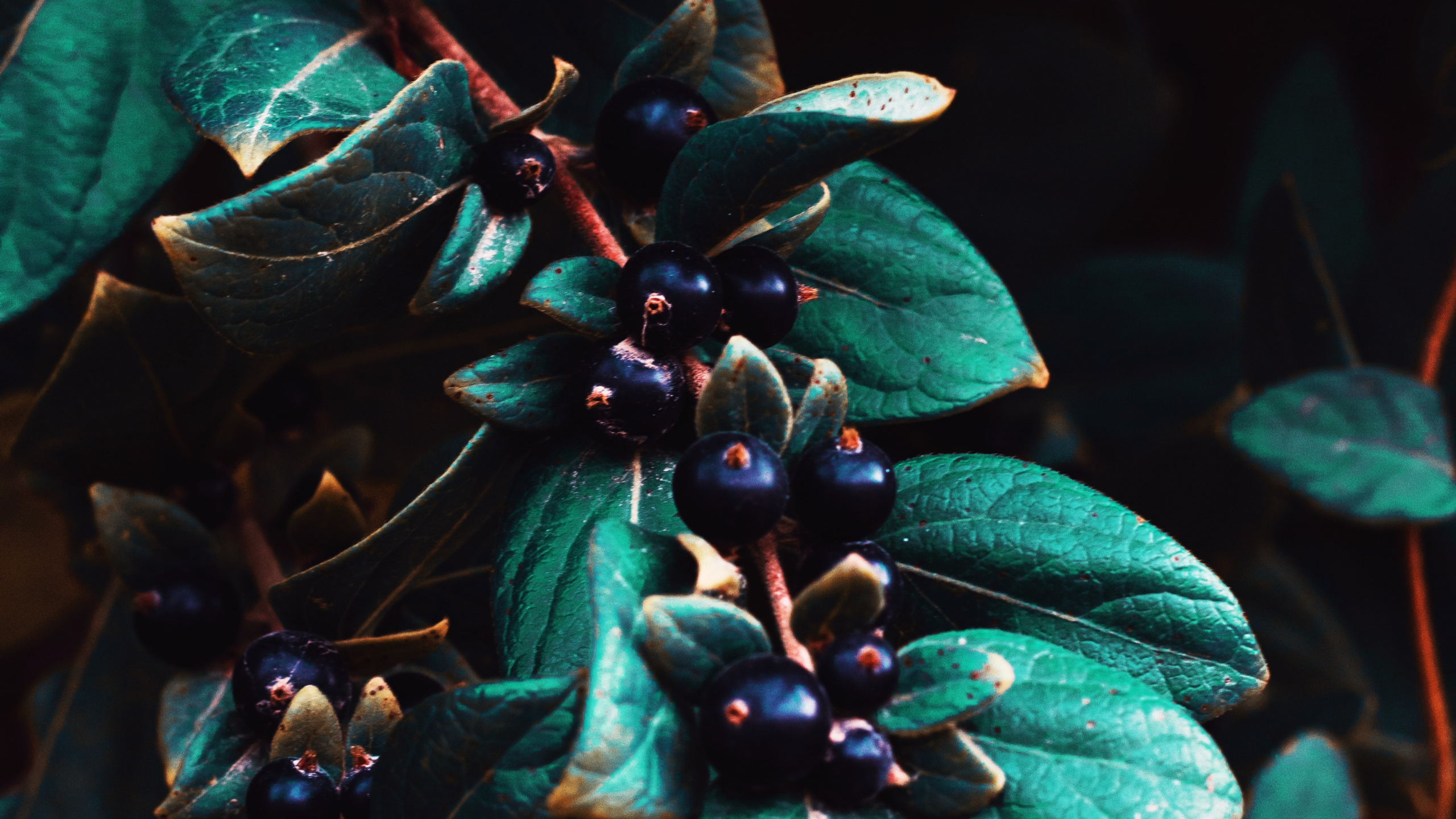 Обои ботаники, лист, растение, Флора, синий в разрешении 2560x1440