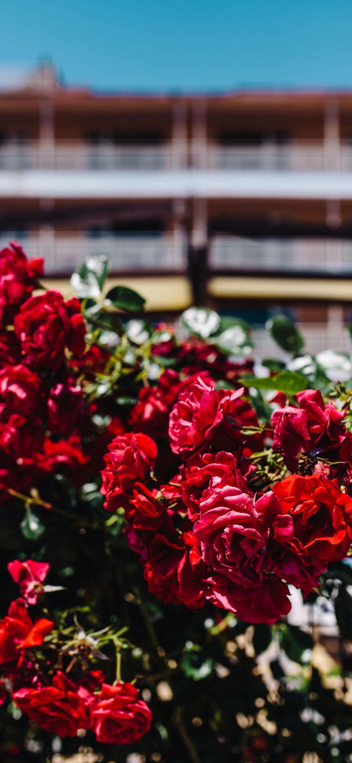 Обои цветок, Роза, сад роз, цветковое растение, красный цвет в разрешении 1125x2436