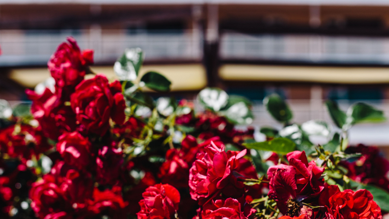 Обои цветок, Роза, сад роз, цветковое растение, красный цвет в разрешении 1280x720