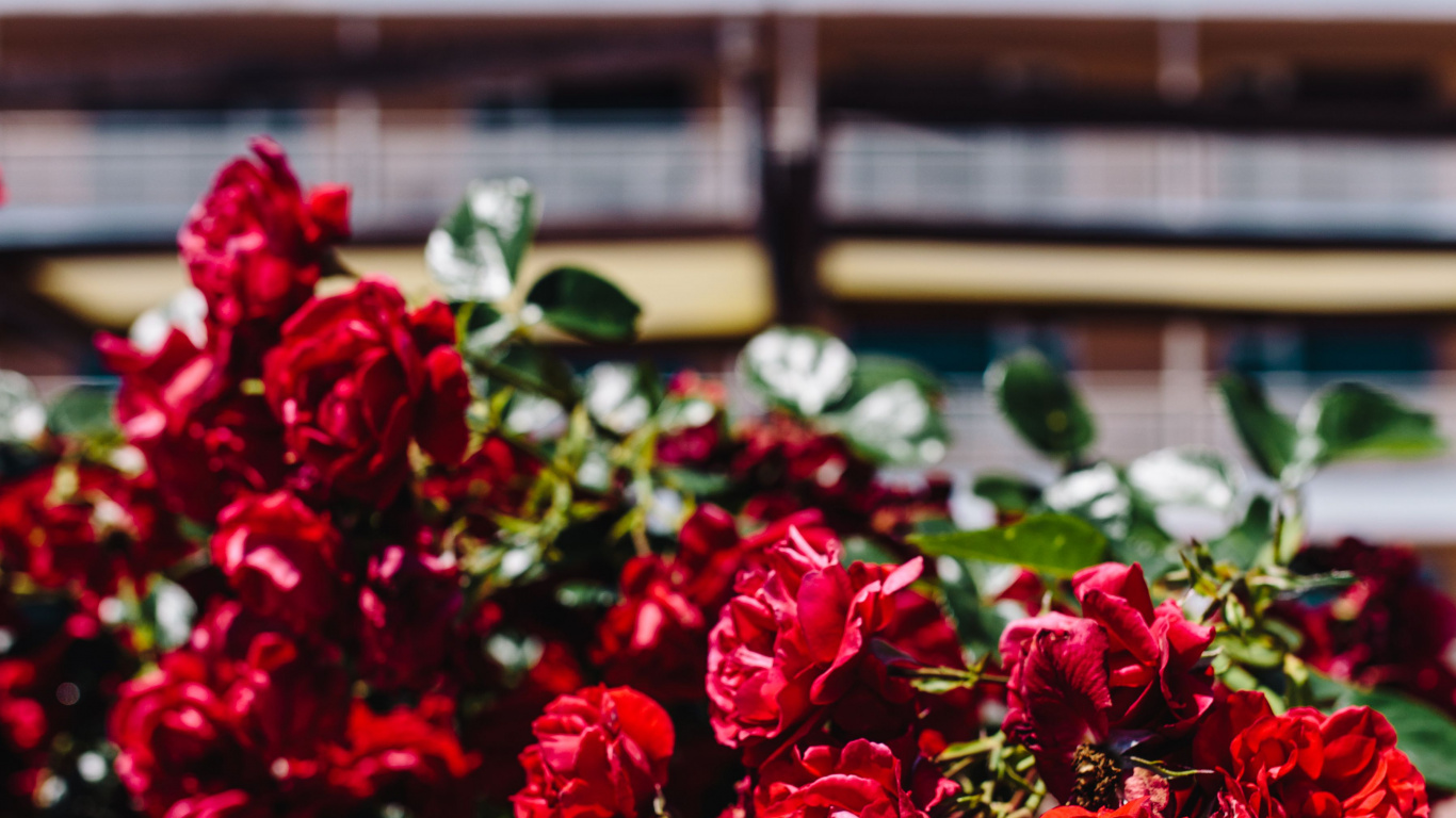 Обои цветок, Роза, сад роз, цветковое растение, красный цвет в разрешении 1366x768