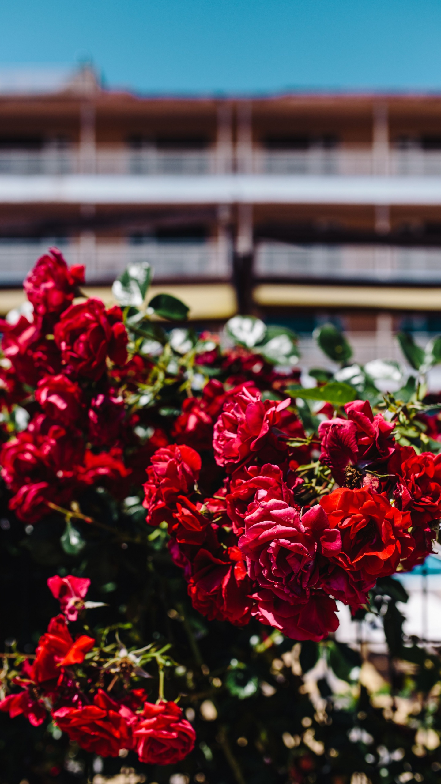 Обои цветок, Роза, сад роз, цветковое растение, красный цвет в разрешении 1440x2560