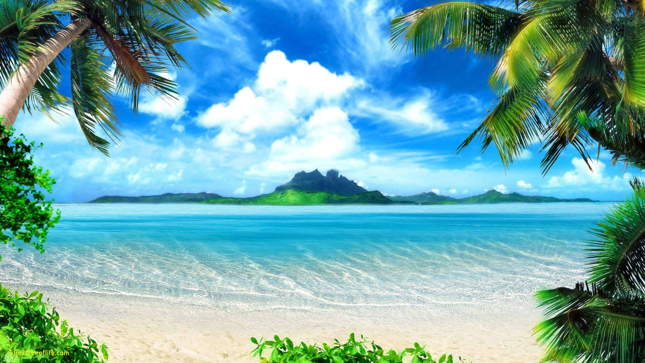 Обои пляж, природа, тропическая зона, Карибский бассейн, Пальма в разрешении 1280x720