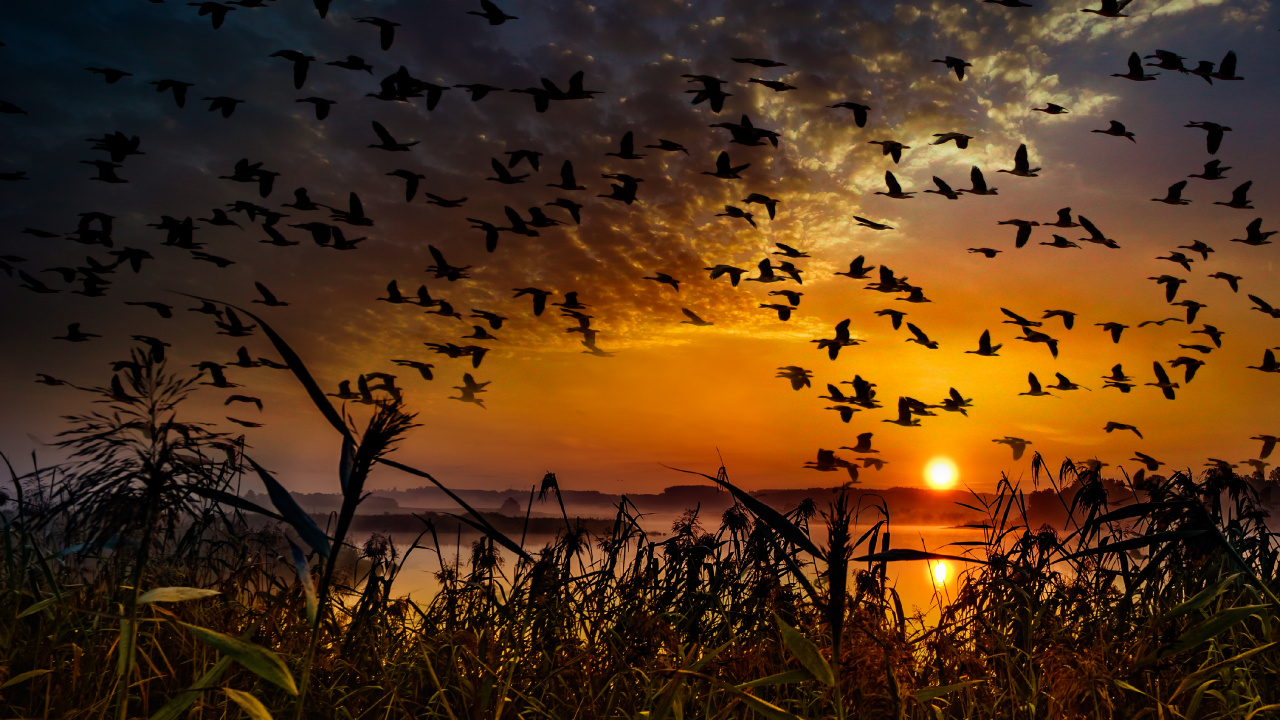 Обои природа, природный ландшафт, миграция птиц, утро, восход солнца в разрешении 1280x720