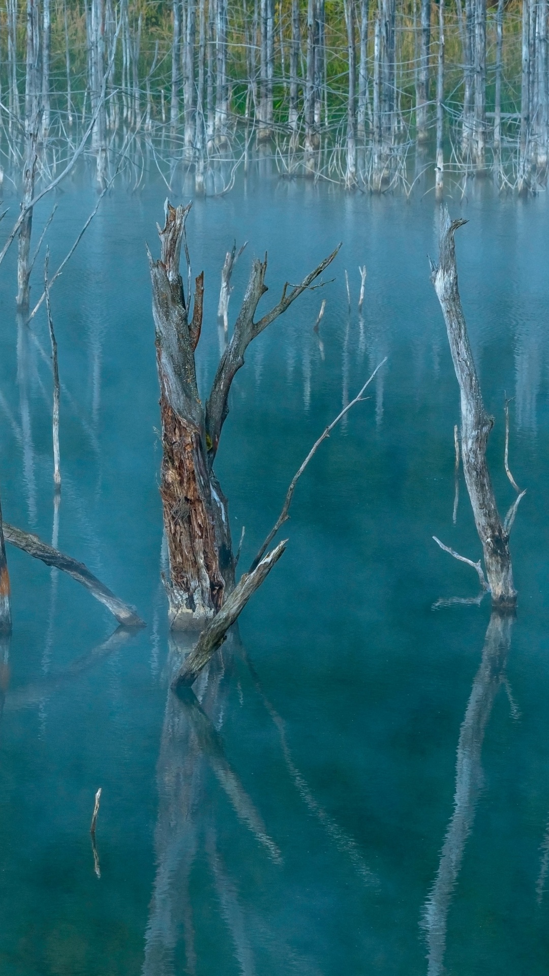 Обои семейство травы, растение, вода, водоем, рассада в разрешении 1080x1920