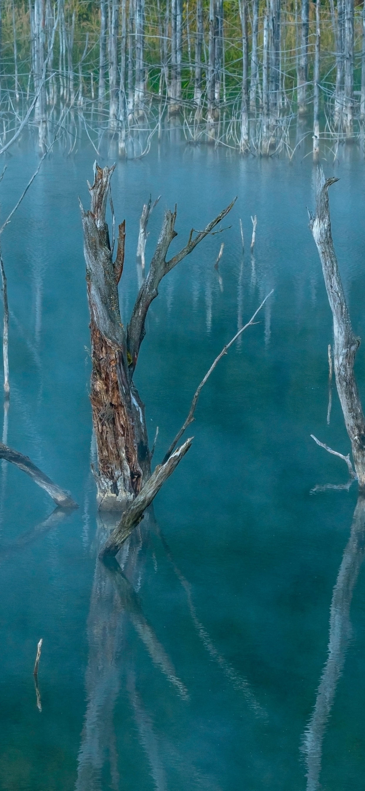 Обои семейство травы, растение, вода, водоем, рассада в разрешении 1242x2688