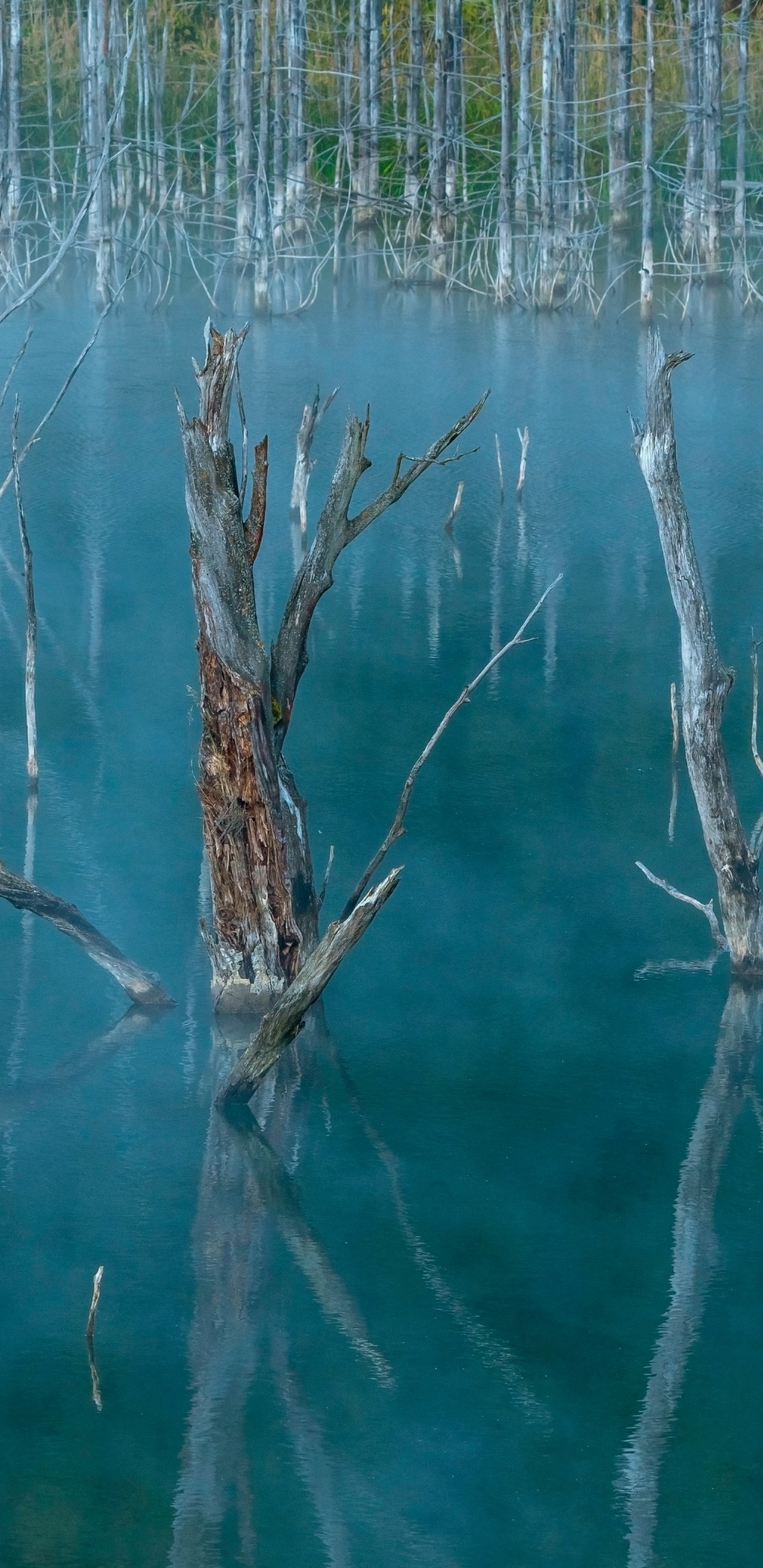 Обои семейство травы, растение, вода, водоем, рассада в разрешении 1440x2960