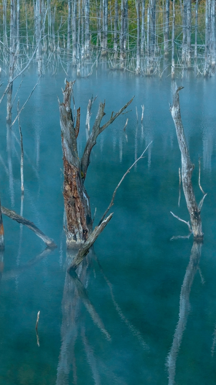 Обои семейство травы, растение, вода, водоем, рассада в разрешении 750x1334