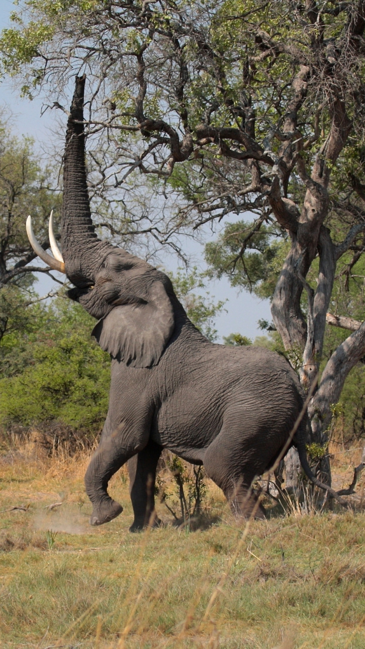 Обои Слон, живая природа, слоны и мамонты, наземные животные, африканский слон в разрешении 750x1334