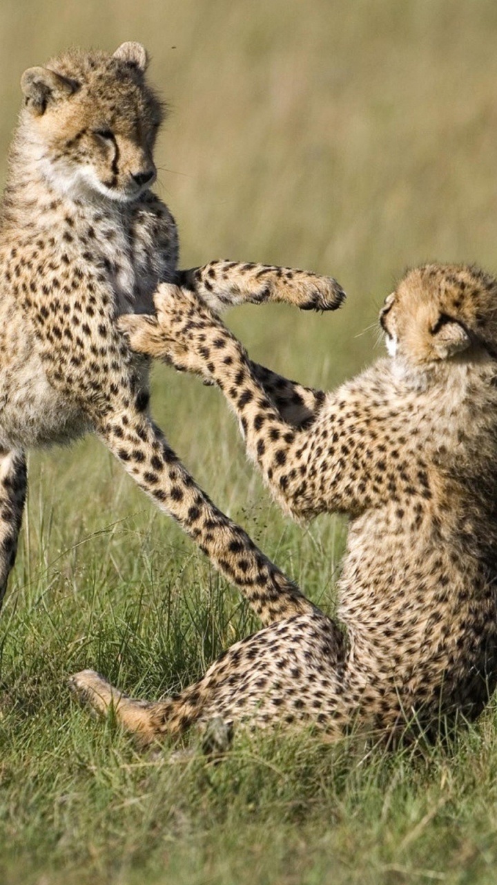 Обои наземные животные, живая природа, Гепард, кошачьих, Леопард в разрешении 720x1280