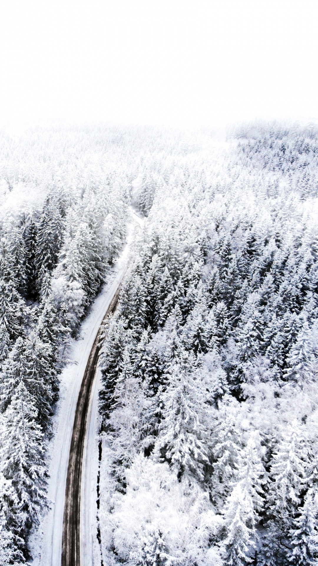 Обои снег, замораживание, дерево, ветвь, растение в разрешении 1080x1920