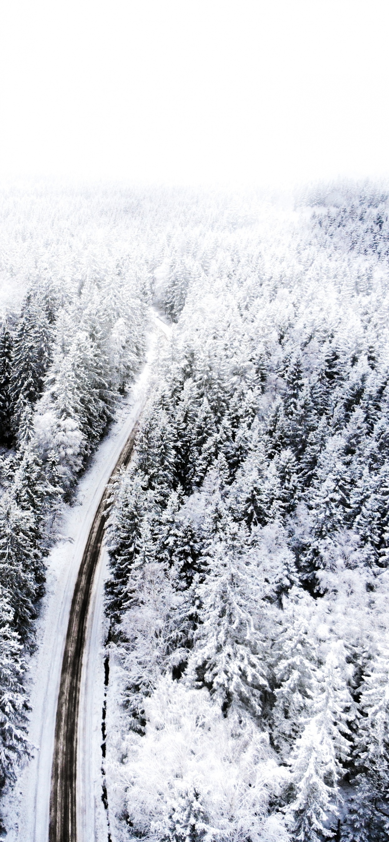 Обои снег, замораживание, дерево, ветвь, растение в разрешении 1242x2688