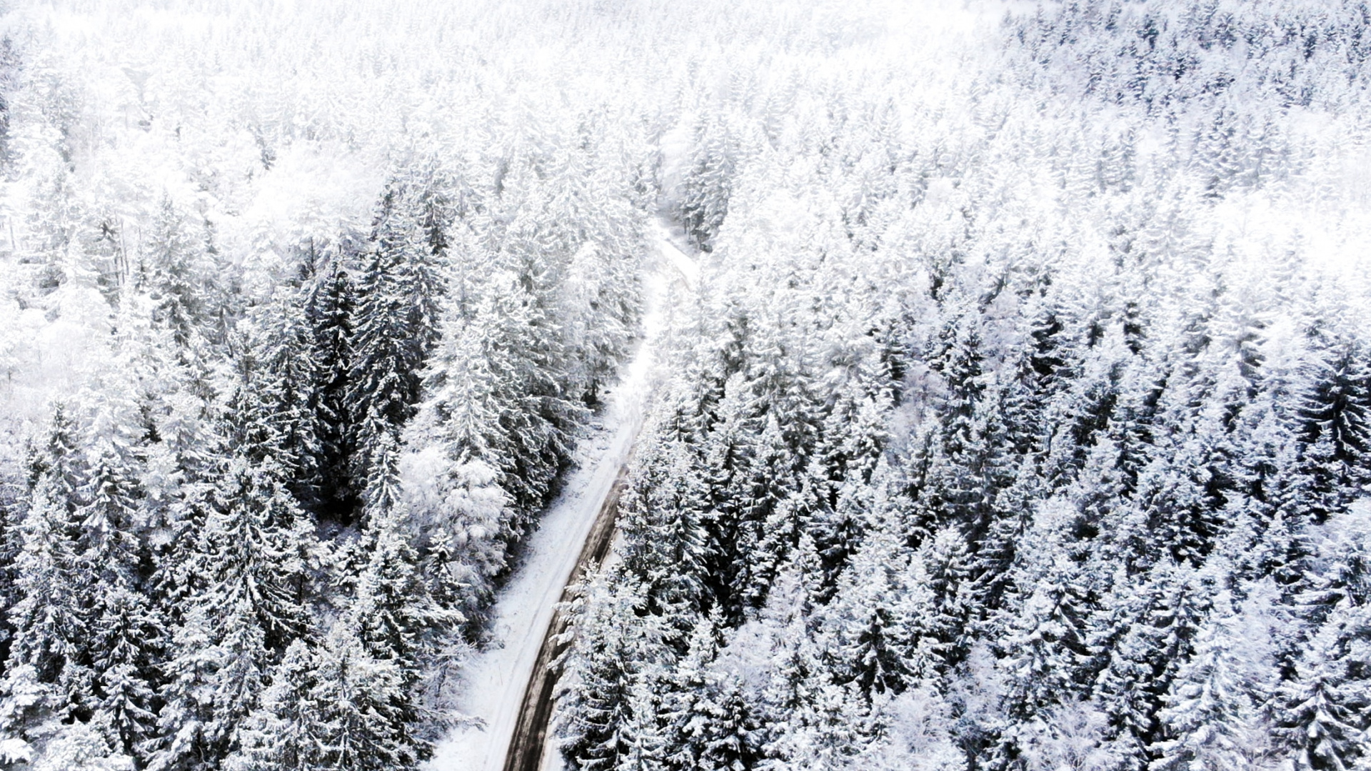 Обои снег, замораживание, дерево, ветвь, растение в разрешении 1920x1080