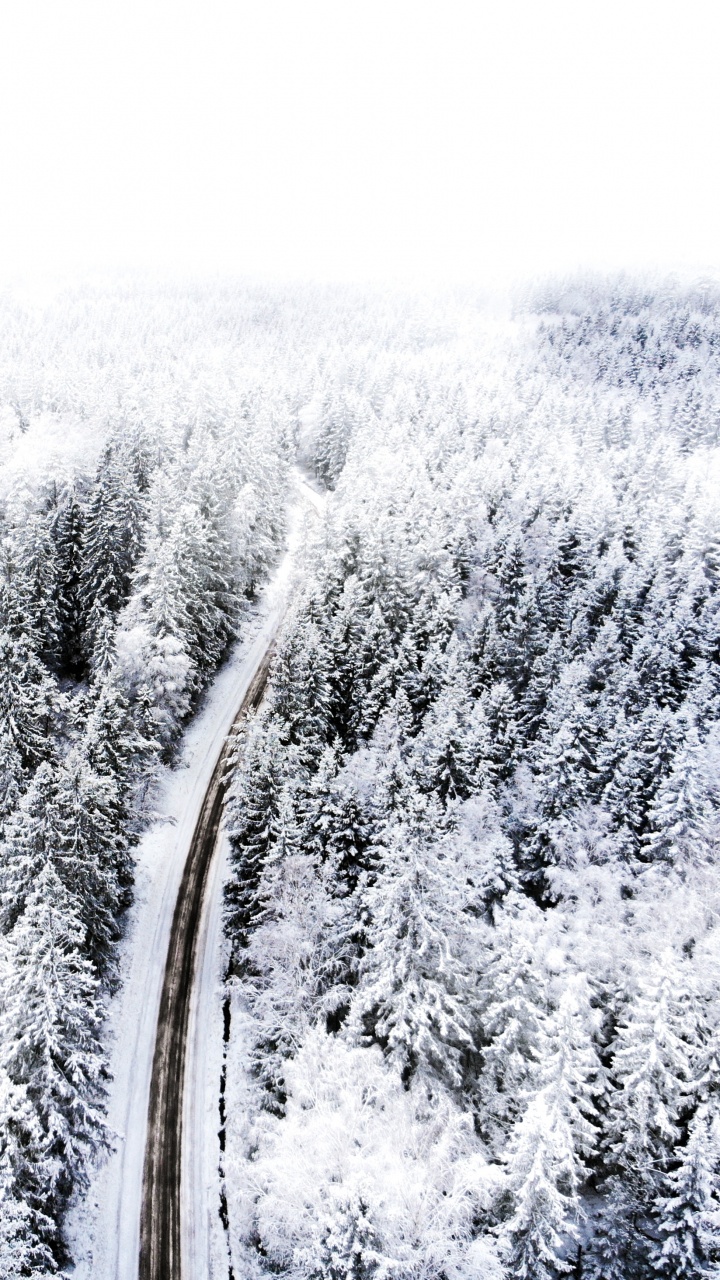 Обои снег, замораживание, дерево, ветвь, растение в разрешении 720x1280