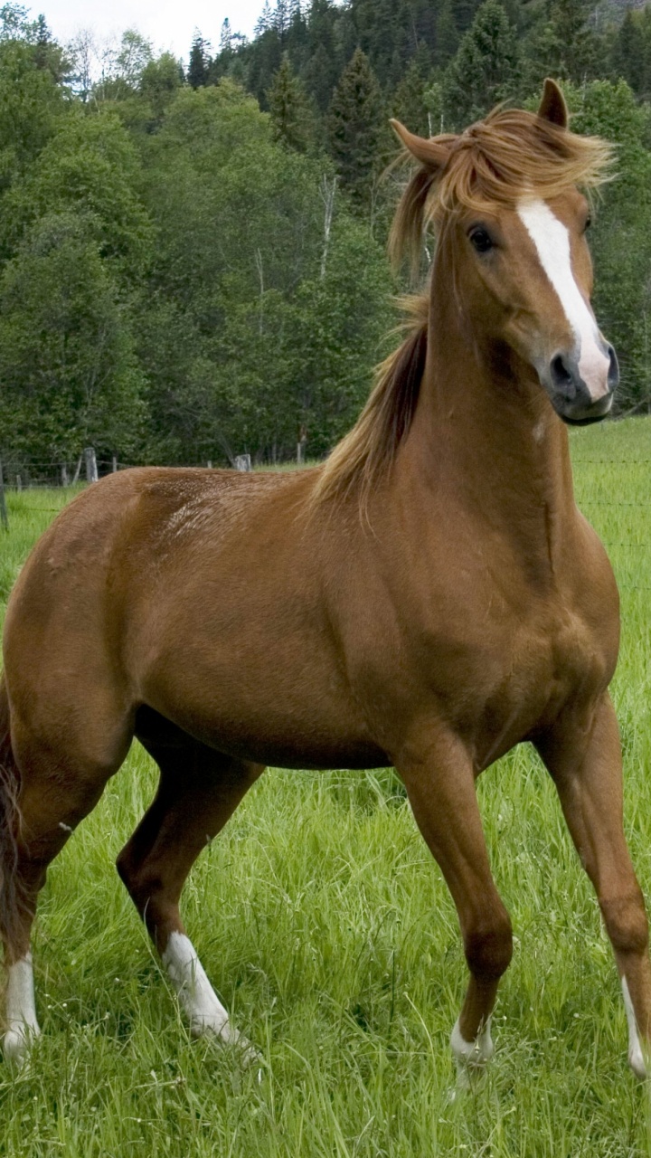 Обои грива, Мустанг лошадь, осленок, кобыла, лесом господа в разрешении 720x1280