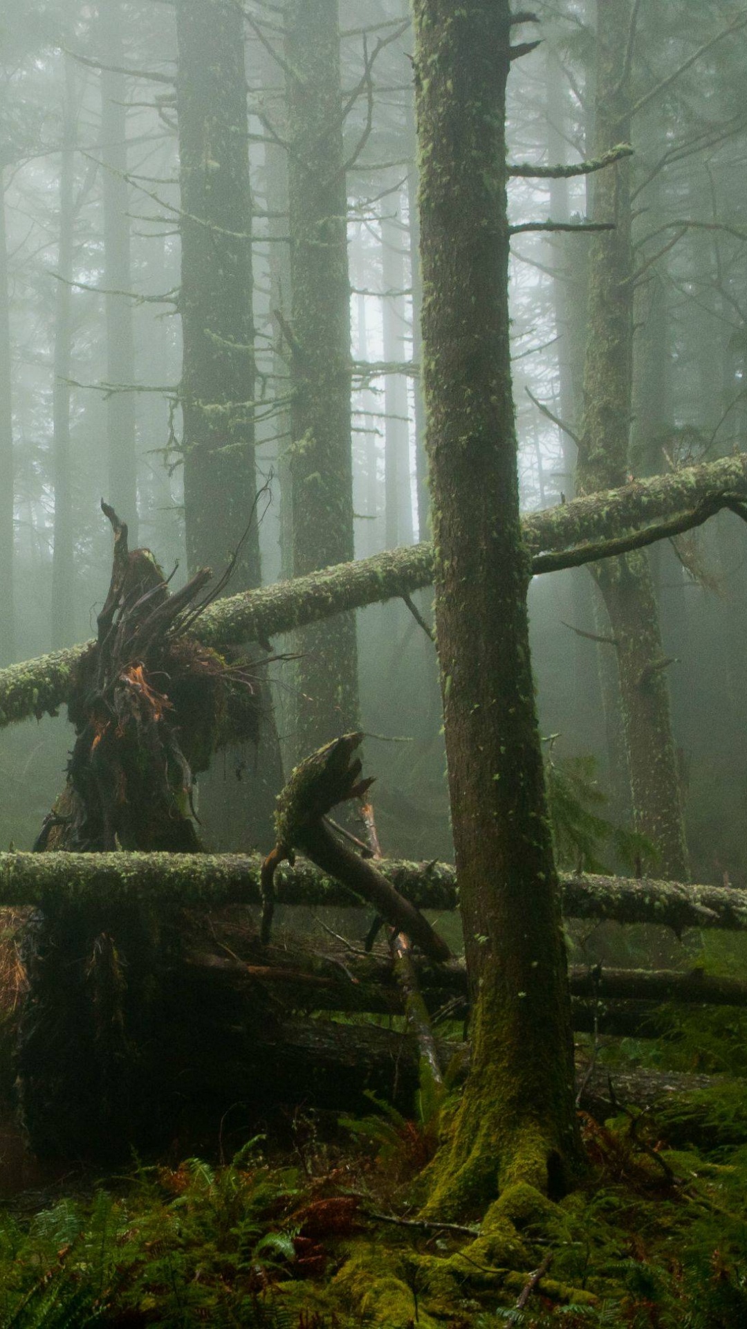 Обои лесистая местность, тропические леса, тугай, лес, тропический лес в разрешении 1080x1920