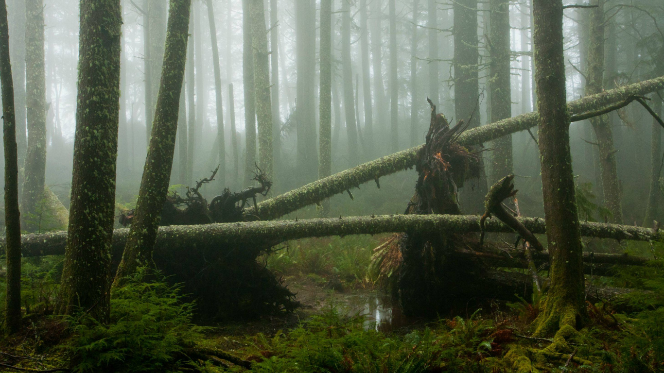 Обои лесистая местность, тропические леса, тугай, лес, тропический лес в разрешении 1366x768