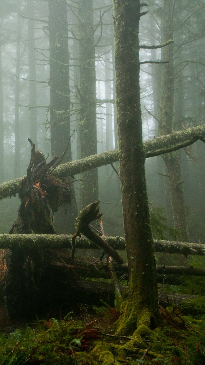 Обои лесистая местность, тропические леса, тугай, лес, тропический лес в разрешении 720x1280
