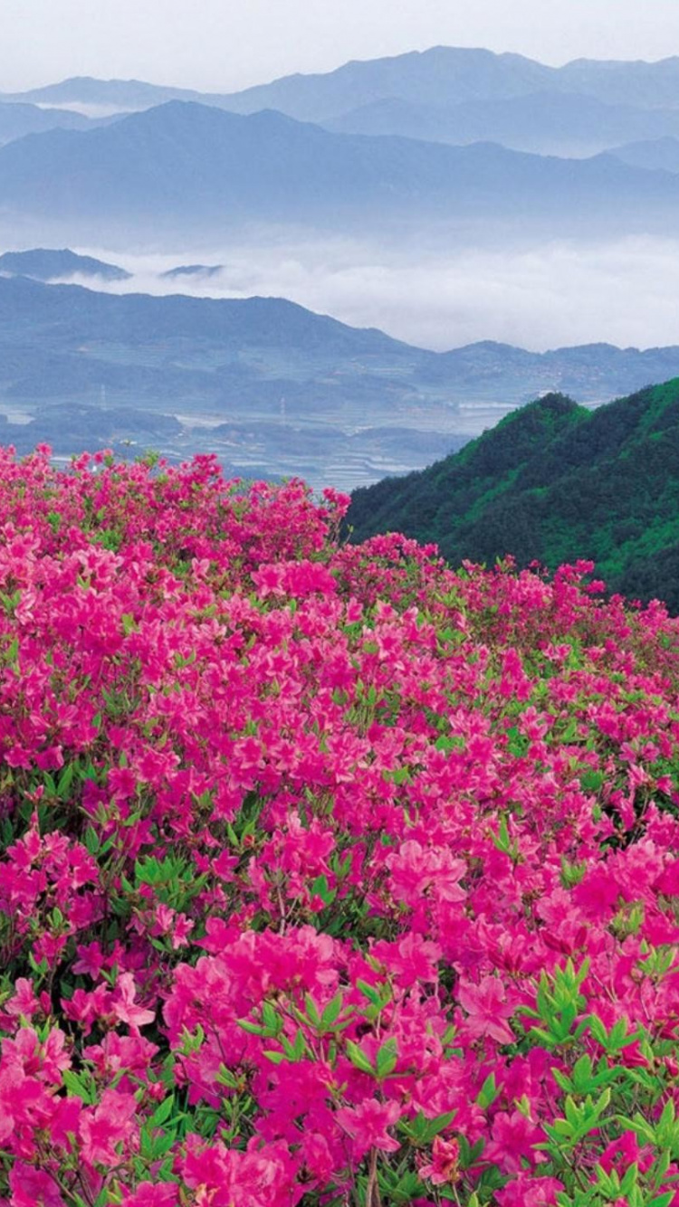 Обои цветок, растительность, растение, дикая местность, гора в разрешении 750x1334