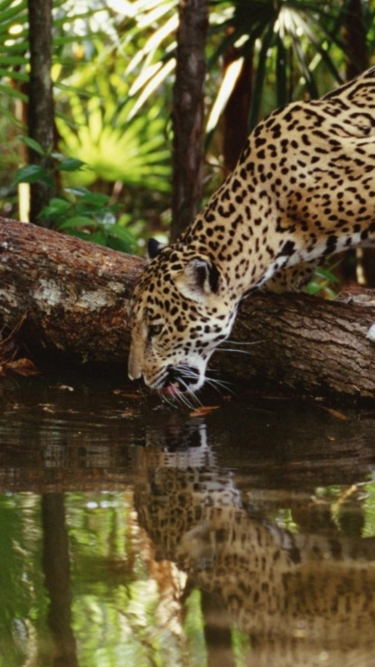 Обои Койот-Бют волны, Пласенсия, живая природа, Ягуар, наземные животные в разрешении 750x1334