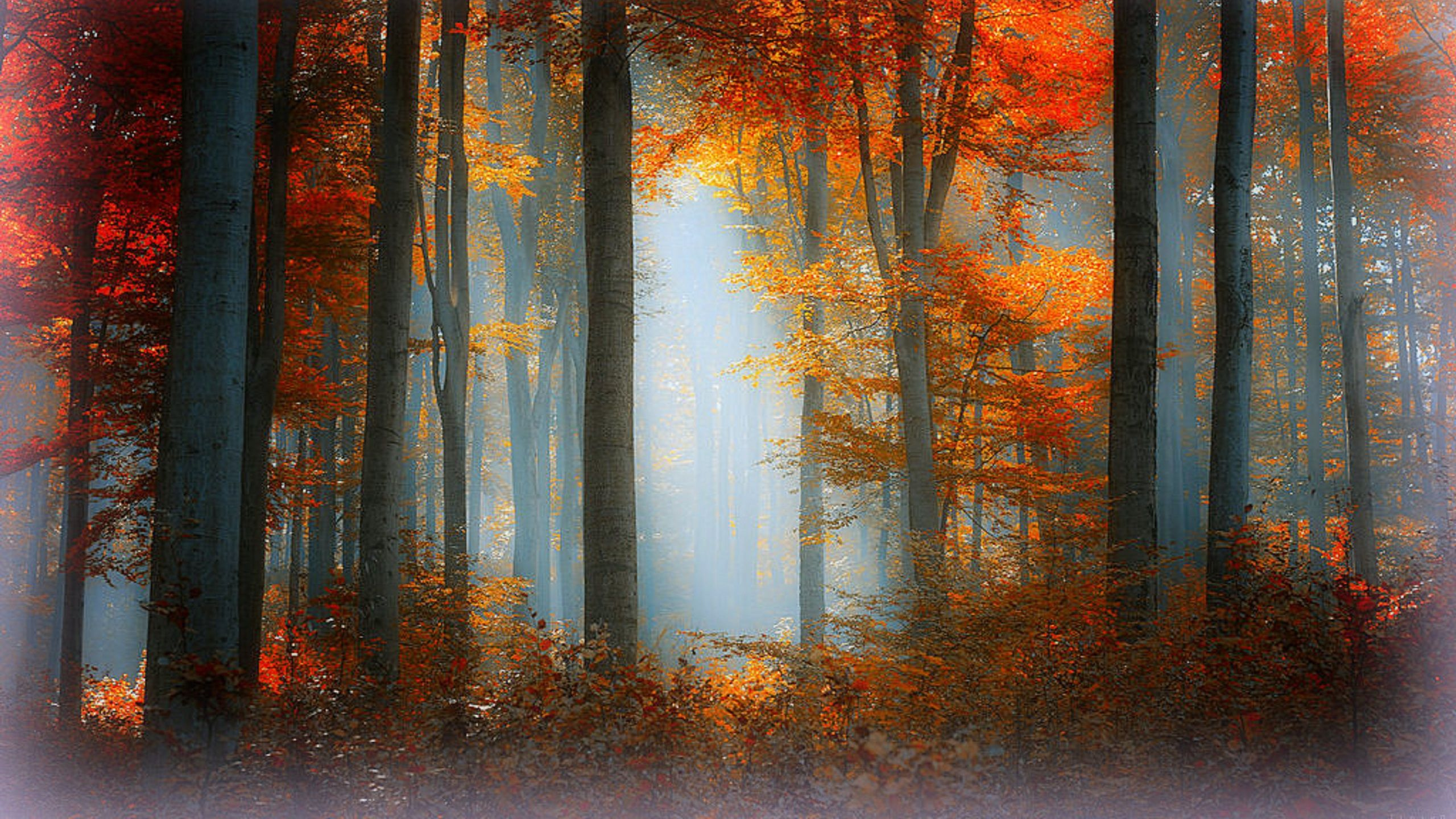 Обои осень, пейзаж, лес, природа, биом в разрешении 2560x1440