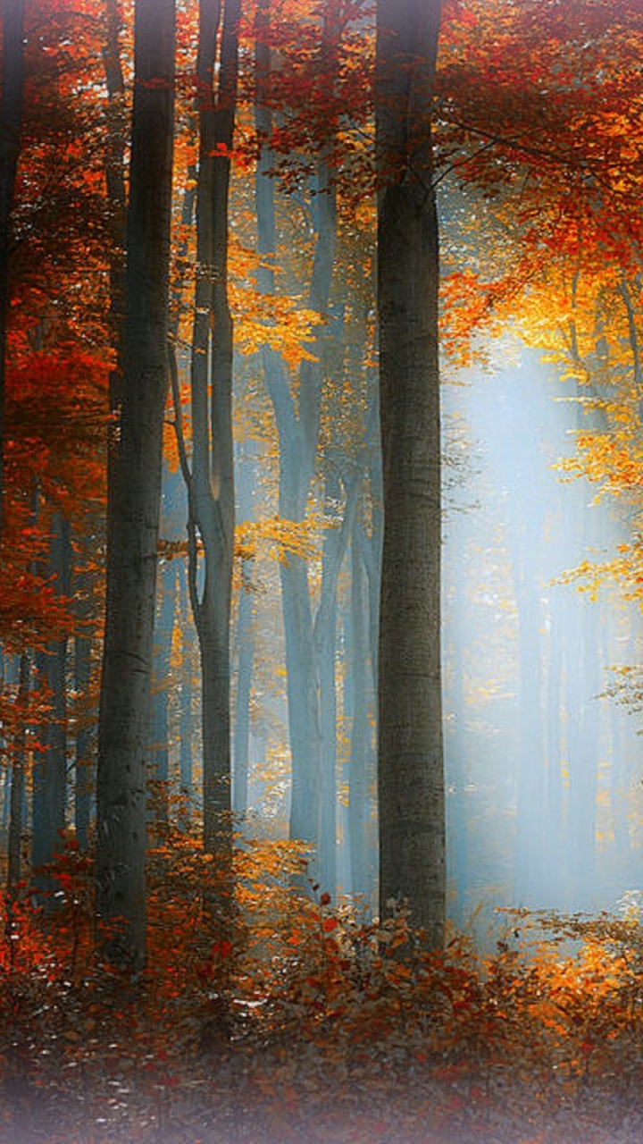 Обои осень, пейзаж, лес, природа, биом в разрешении 720x1280