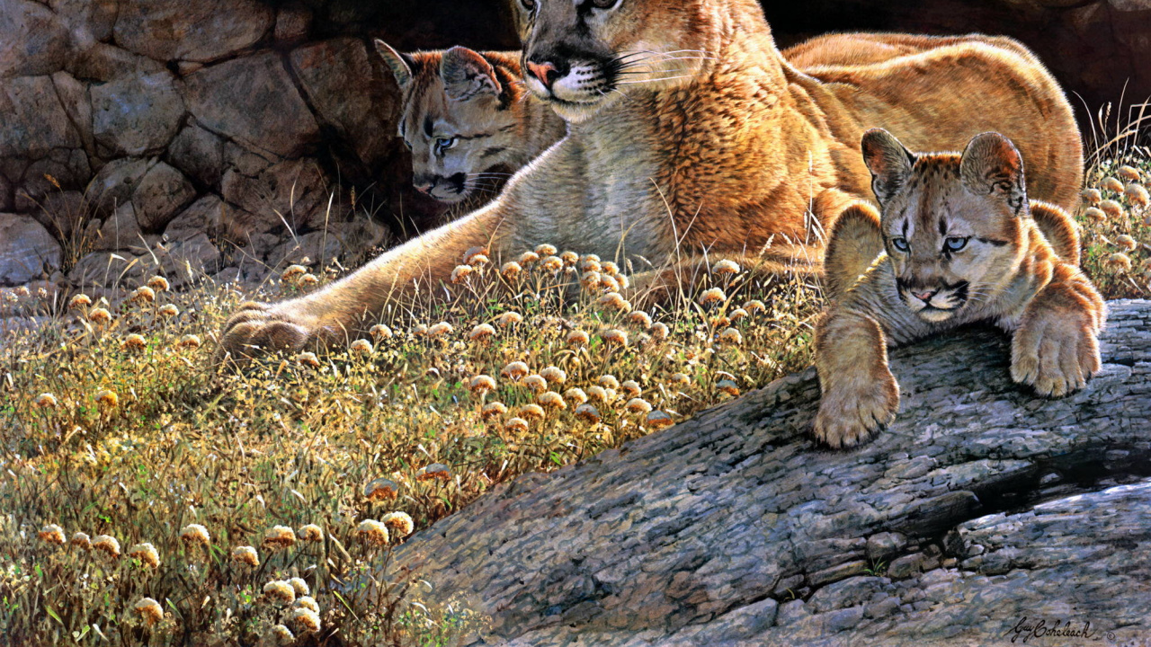 Обои кошачьих, большая кошка, кот, Пума, живая природа в разрешении 1280x720