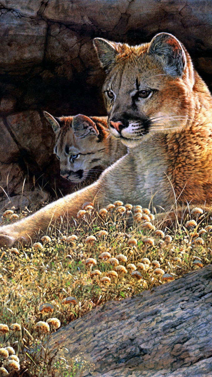 Обои кошачьих, большая кошка, кот, Пума, живая природа в разрешении 720x1280