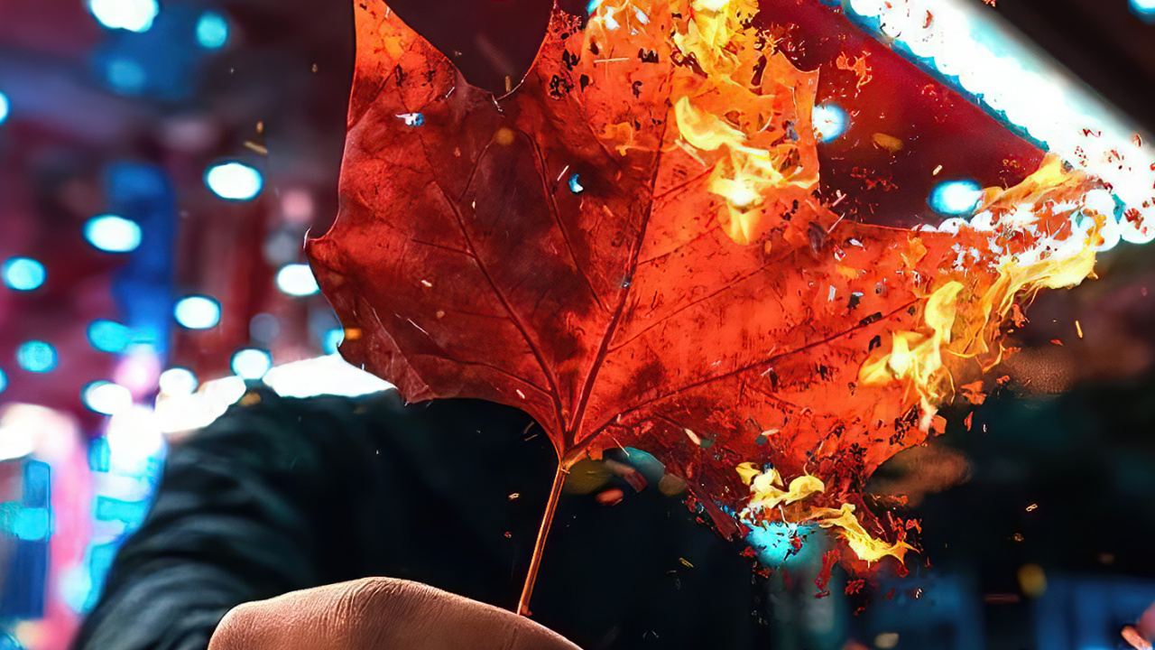 Обои свет, растение, лист, ветвь, жест в разрешении 1280x720