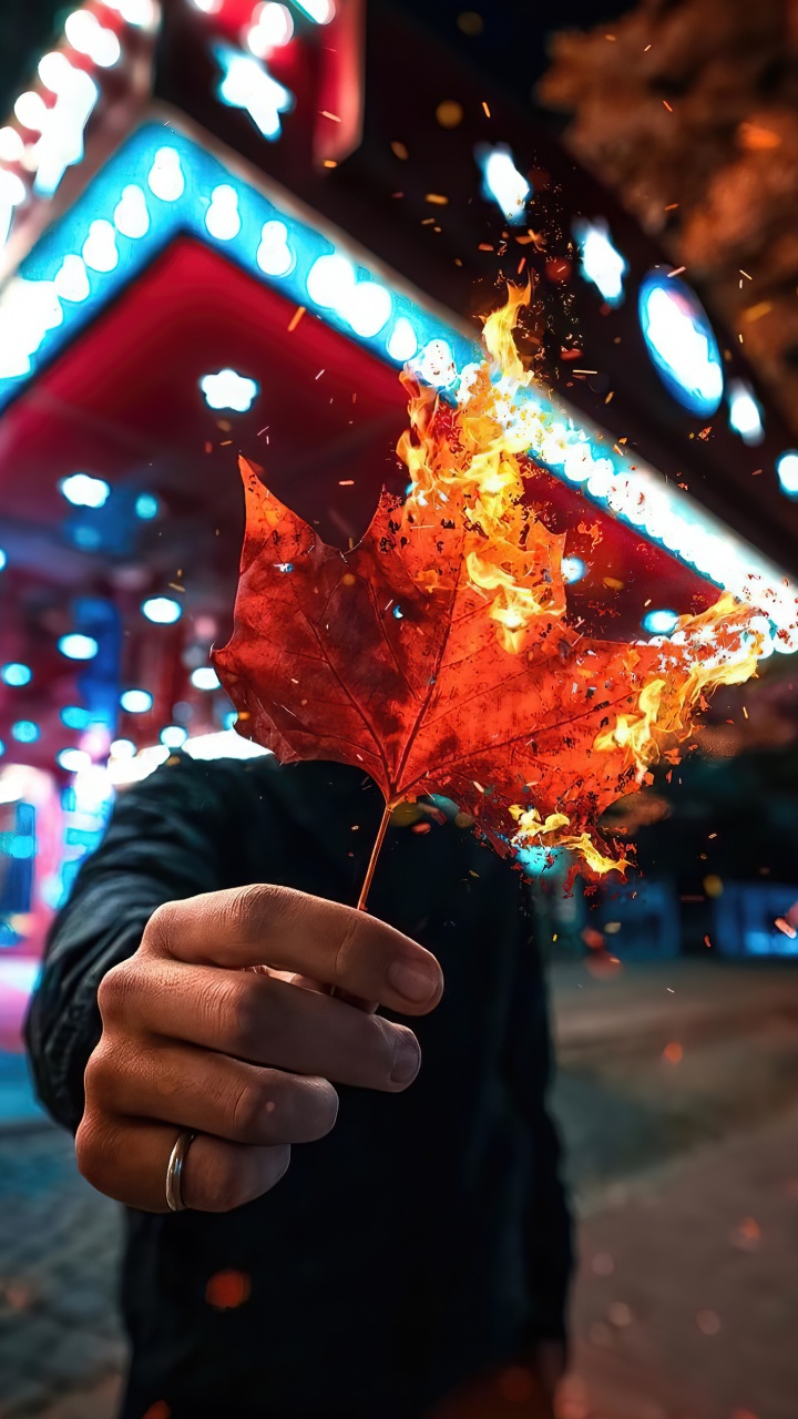 Обои свет, растение, лист, ветвь, жест в разрешении 720x1280