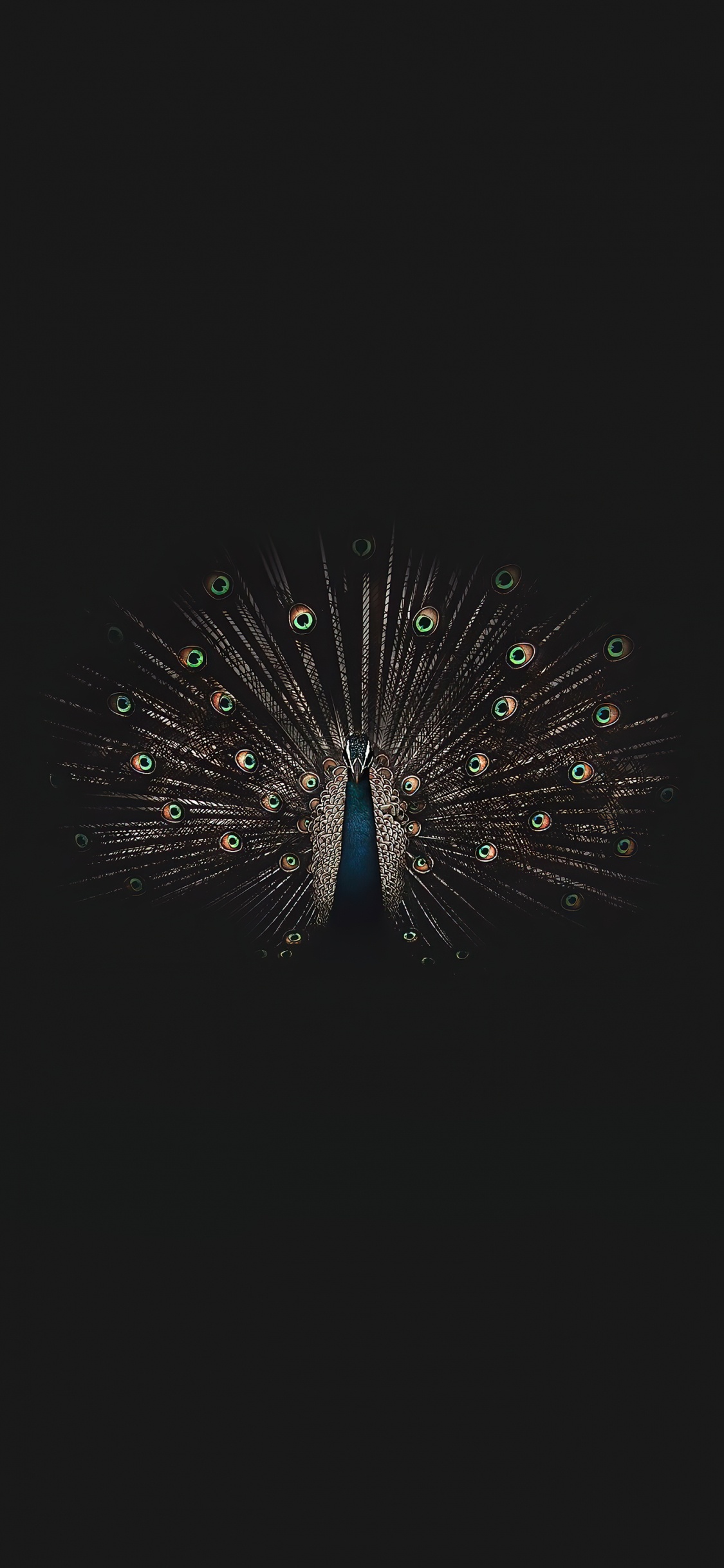 Обои отрядов, птица, электрик, круг, событие в разрешении 1125x2436