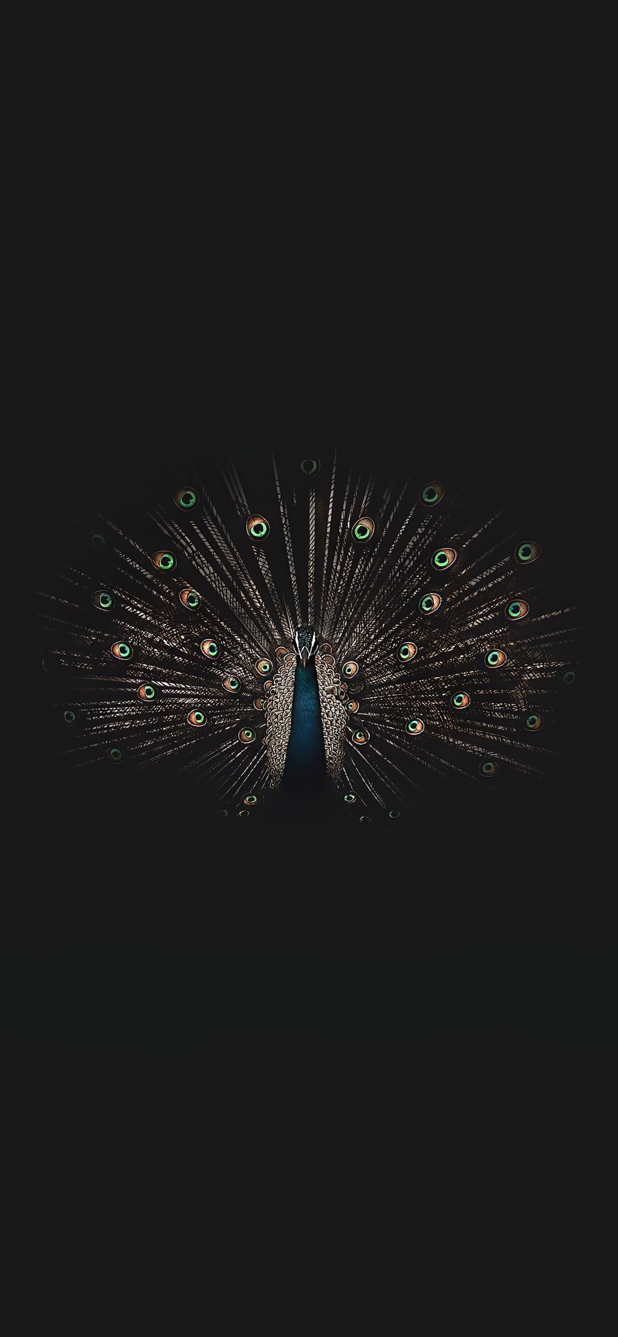 Обои отрядов, птица, электрик, круг, событие в разрешении 1242x2688