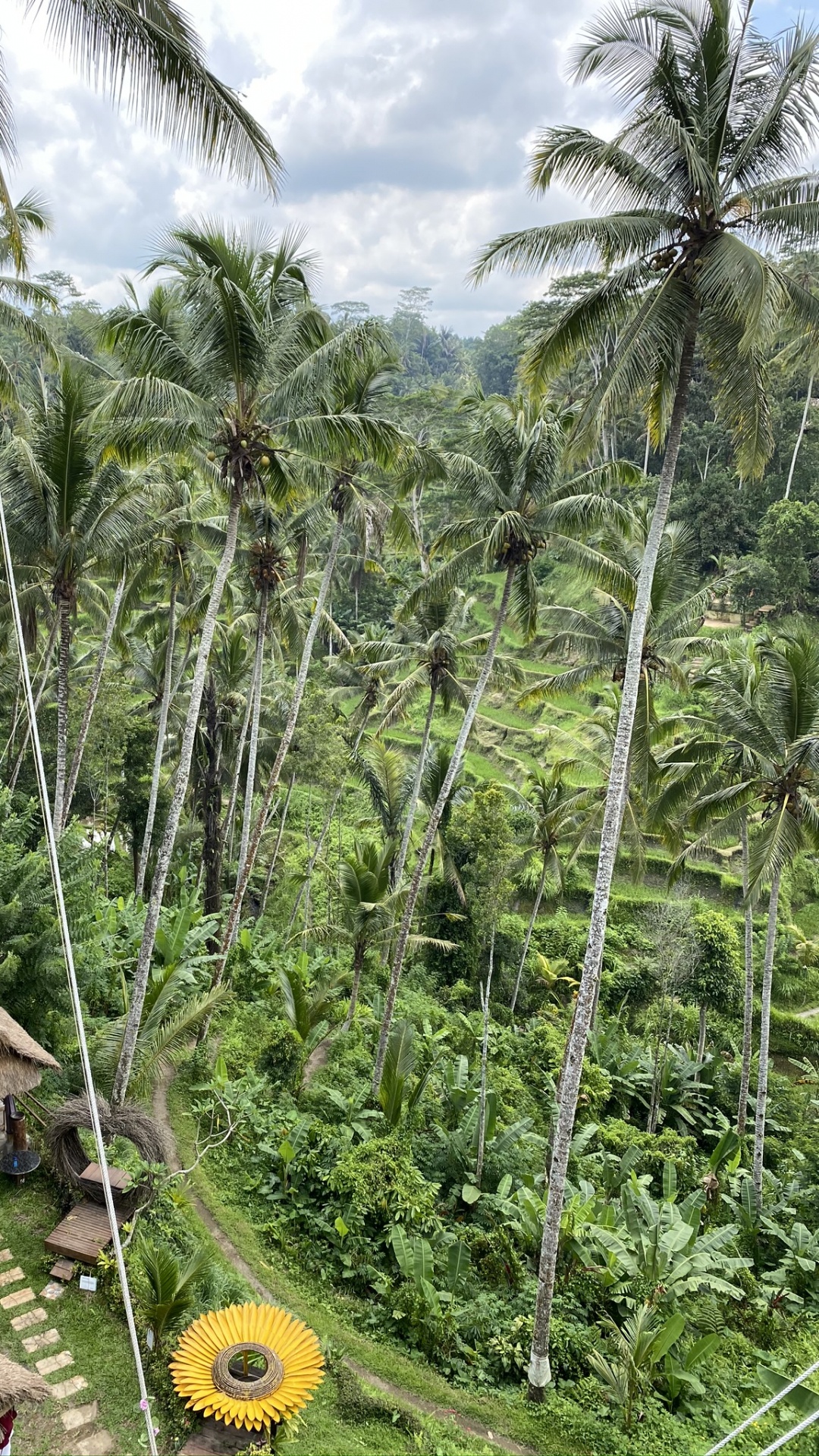 Обои растительность, биом, тропические леса, пальмовые рощи, экология в разрешении 1080x1920