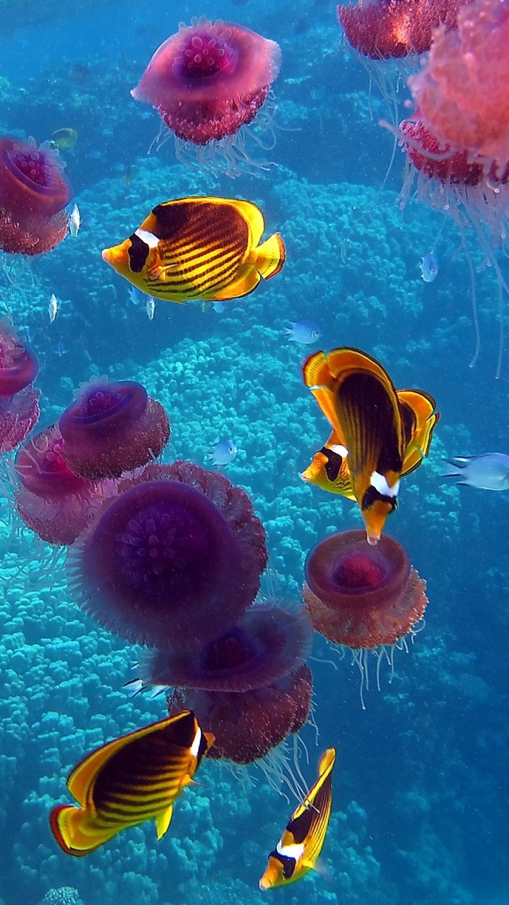 Обои коралловый риф, коралловый риф рыбы, море, океан, подземные воды в разрешении 720x1280