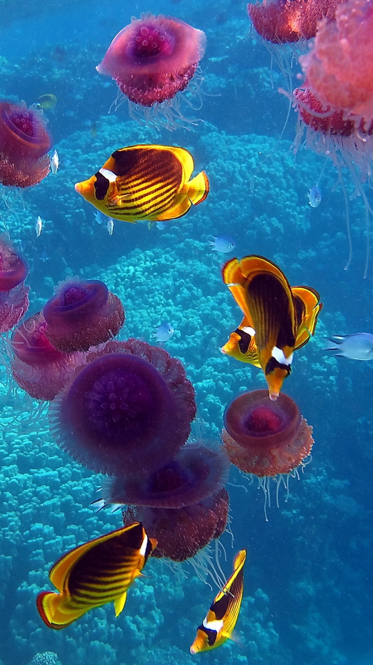 Обои коралловый риф, коралловый риф рыбы, море, океан, подземные воды в разрешении 750x1334